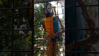 Un loro en cocodrilo parque #shortvideo #animals #bioparque