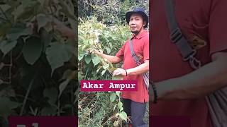 LIANA HUTAN AKAR AMPUR