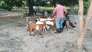 VIDA RURAL NOSSA ROTINA DE TODOS OS DIAS