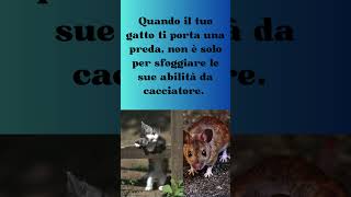 Perché i gatti ci portano 'regali? #shorts #cat #curiosità #amicifelini #cute