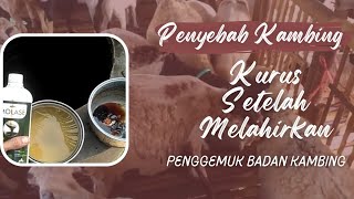 BENGKEL KAMBING RUSAK  /  kambing kurus setelah melahirkan dua ekor anak