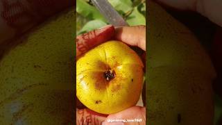 Rural Fresh fruit harvesting 🍐🍎🍑🥝🍓 #rurallife #farmer #fruit #garden @gardening_lover7469