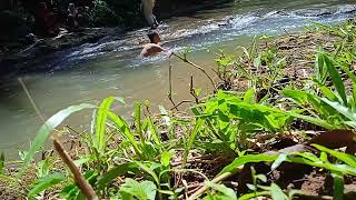 Libur Hari Raya, Sambil Main ke sungai. ternyata Ikan nya gede-gede 😱😱😱