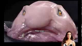 Blobfish Voted Ugliest Animal Gets Pissed Off! | Scientific News