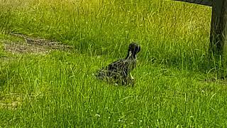 Day in a life of a Duck in Richmond Park