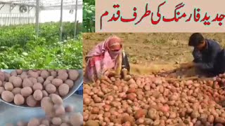 بغیر مٹی کے آلو اگائیں، آلو کی کاشت، محکمہ زراعت نے طریقہ بتا دیا، patato crop Punjab, Agriculture