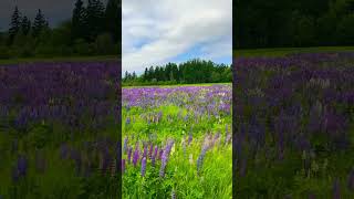 Beautiful Lupine Flowers #PEI #nature #flowers #summer