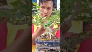 bonsai sancang mame #blandongelite #sancangthemax #sancangsmall