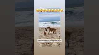 Jack , na praia com os amigos cachorrada reunida brincadeira de criança