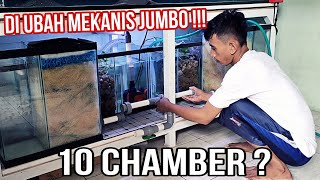 Setup Terbaru Sump Filter Tank Predator || Khusus mekanis terpisah . Maxsimalkan Pemfilteran