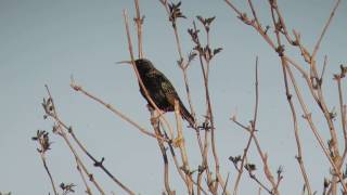 Ein Star mit sehr langem Schnabel bei  Doberschütz _ Vogelbeobachtung - starling with long beak