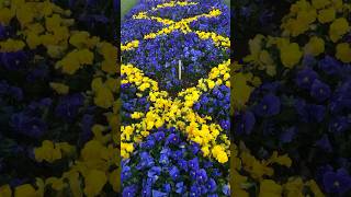 Australian flower show 1 #youtubeshorts #flowers