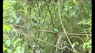 Tobago Birds