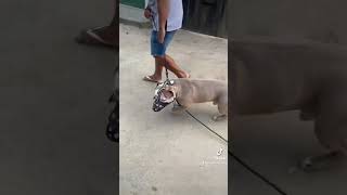 American Bully que me avançou #shorts