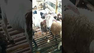 syarat kambing buat aqiqah anak laki laki #shorts