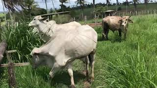 PIQUETE E CAPIAÇU DAR CERTO , DEPENDE DO MANEJO