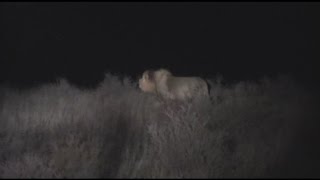 Kgalagadi Lions Nossob