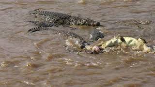 Several crocodiles are eating zebra in the Mara River. Kenya. Masai Mara