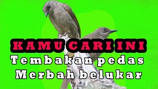 Tembakan pedas merbah belukar wajib kamu dengar.