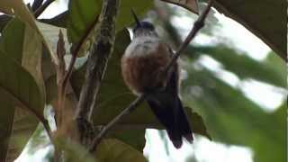 Aglaiocercus kingi -  Long-tailed Sylph - Project conservation Birds Tatama