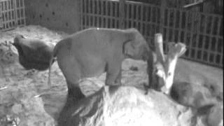 Pregnant elephant at Dublin Zoo