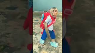 monkey video  #short #youtube