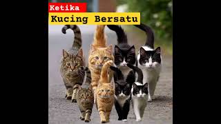 Ketika Kucing Bersatu #viralvideo #shortfeed #short #kucinglucu #viral