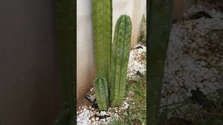 TRICHOCEREUS PACHANOI NUEVOS hijos del JARDÍN #shorts