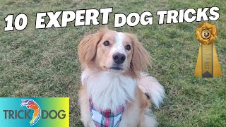 10 Expert Dog Tricks | DMWYD Expert & Expert Masters Trick Dog: Rose the English Shepherd