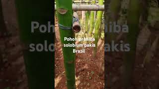 ready solobium pakis Brazil tinggi 4meter Sampai 5meter