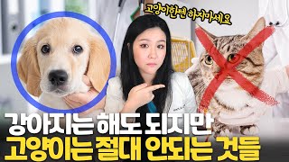 강아지는 해도 되는데 고양이는 안되는것들 ㅣ 고양이는 심장사상충 예방이 필요 없다고? 누가 그래?