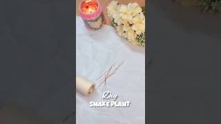 Diy Snake plant , u must try this viral diy .........#shorts #art #diy #plants