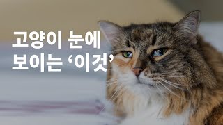 고양이눈꺼풀로 알아보는 건강상태