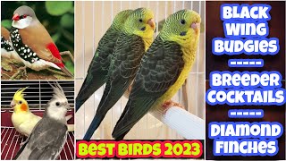 Latest birds price 2023 | Latest birds price list in pakistan 2023 | EP 40