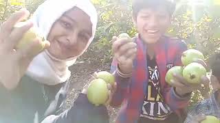 امرود کے باغ کی سیر// Guava garden  tour//.अमरूद के बगीचे का दौरा