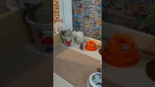 adult cat stealing toys from the kittens room 🤣