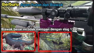 BERBURU AYAM HUTAN DAN BIAWAK MALAH KETEMU ULAR BESAR