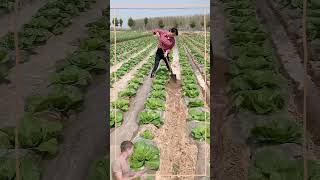 Clearing the water source for the vegetable fields #shorts