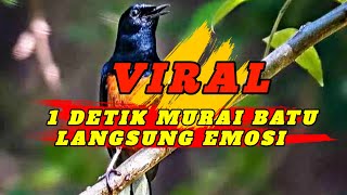 CUKUP 1 DETIK MURAI BATU LANGSUNG EMOSI GACOR TANPA HENTI ❗❗❗