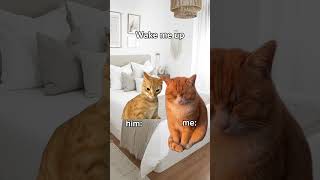 POV: Stages of cuddle with my boyfriend #cat #catmemes #shorts