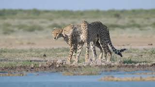 Amazing Facts About Cheetah