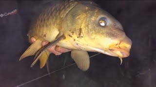 Rápida escapada nocturna, pesca de Bichotas (carpfishing) Chile - Talca