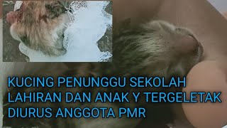 Kucing Penunggu Sekolah Lahiran-Anak y Di Rawat Anggota PMR