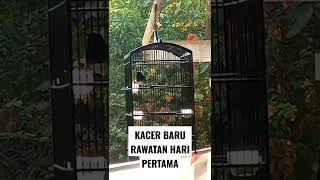 KACER LIAR BARU RAWATAN HARI PERTAMA #1hari