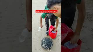 Cara Cari Siput Mentarang Kerang Salju di Laut Rupat Bengkalis, Riau‼️ #shortvideo