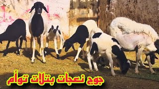 جوج نعجات بتلات توأم .. لـلــبـيــع 🐑🏅💕