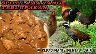 BERBURU AYAM HUTAN & SINTAR BURIK.....‼️//BERBURU ITU WAJIB//ZONK ITU NASIB😂😂