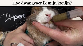 Hoe dwangvoer ik mijn konijn? | instructievideo