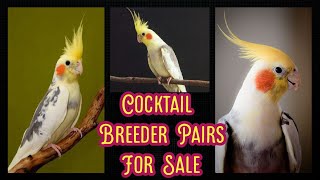 Cockatiel Parrot Breeder Pairs Available For Sale | Khan Birds Collection