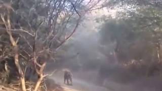 Ranthambore Tiger Attacks Tourist Gypsy Rare Clip Must Watch